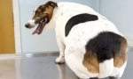 Obezita u psů: příčiny, symptomy, léčba