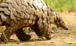 Pangolin