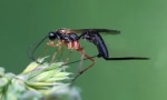 Parasitoidy jezdci: popis hmyzu a funkce