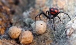Spider karakurt: popis a životní styl