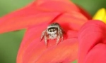 Spider jackn: vlastnosti a hodnota v ekosystému
