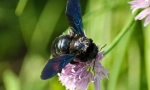 Bee-carpenter
