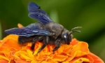 Bee-carpenter