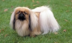 Pekingese