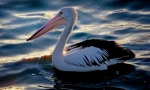 Pelikán australan