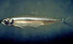 Pereslavsky ryapushka