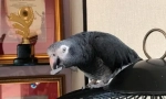 Zhora Makarov - Video, na kterém Parrot říká jeho jméno