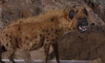 Jeskyně hyena