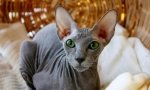 Peterbold (fotografie): Graceful Cat Sfinx z bank Něvy