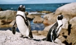 Penguin glacial