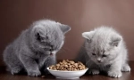 Výživa britských koček doma