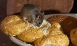 Nutriční myši v domě a mají rádi sýr