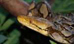 Python mesh