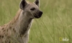 Skvrnitá hyena - grozny african predator