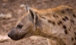 Strakatý hyena
