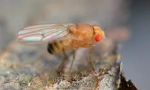 Ovoce mouchy drosophila