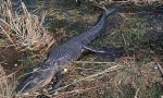 Proč byli dinosaury hlavními stvořeními na naší planetě?