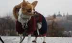 Proč chihuahua se třásl a co můžete udělat