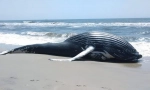 Proč jsou velryby hozeny na břeh?