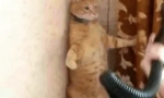 Proč se kočky bojí vysavače?