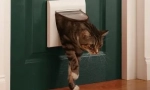 Proč se naše kočky nemají rádi zavřené dveře?