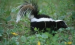 Proč skunk páchne špatné?