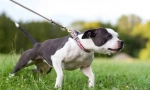 Proč pes táhne vodítko?