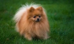 Pomeranian