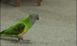 Amazon parrots