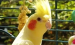 Parrot corella péče a obsah