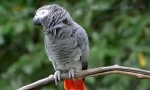 Parrot jaco, popis, poddruh, péče a obsah, cena