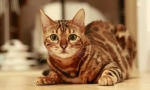 Plemeno kočky, které nemají meow