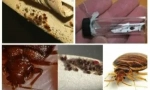 Příprava agrán z bedbugs a další hmyz