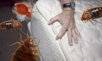 Drog averfos z bedbugs a další hmyz