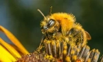 Příčiny, příznaky a léčba bee kousnutí