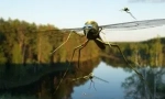Aplikace esenciálních olejů z komárů