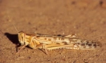 Opuštěný locust