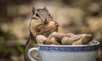 Chipmunk dieta v přírodě a doma