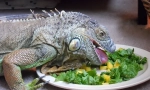 Iguana dieta v přírodě a doma