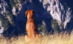 Rhodesian ridgeback (foto): lustful hunter a bold watchman
