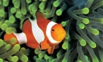 Fish amemone