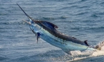 Fish-sword - jeden z nejrychlejších ryb na světě