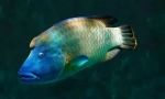 Fish-napoleon