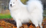Samoyed laika (foto) - loajální přítel a pozitivní energetický poplatek