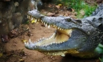 Nejagresivnější zvířata na světě