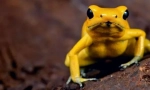 Nejhorší zvířata na světě