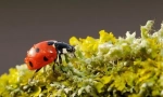 Nejužitečnější hmyz: top 10 s fotografiemi