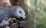 Světový nejchytřejší parrot alex, top 10 smart plemena