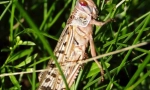 Saranscha