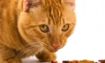 Vyvážená výživa cat